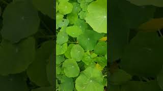 La Capucine plante comestible incroyable  Nasturtium incredible edible plant [upl. by Aivul]