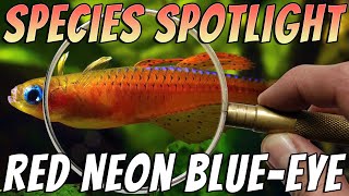 Red Neon Blue Eye Rainbowfish Pseudomugil luminatus Freshwater Aquarium Fish Profile amp Care Guide [upl. by Eelnyl244]