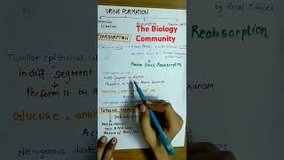 URINE FORMATION PART3 class11excretoryproductsamptheireliminationneetcbsehumanphysiologyshorts [upl. by Isacco]