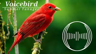 Summer tanager bird song [upl. by Ariamoy]