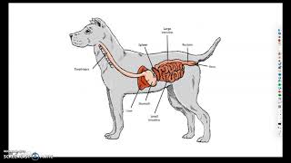 Monogastric Digestive System [upl. by Donatelli]