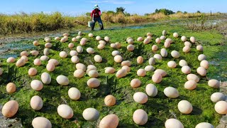 its amazing  a female fisherman pick a lots of duck eggs on the moss at field near the road [upl. by Alih]