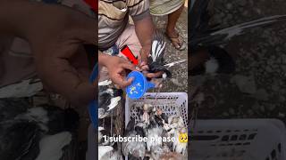 Pigeon Baby hand feeding tricks 😱😱 pigeon birds highflyingpigeons viral shorts [upl. by Rodrich]