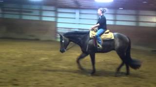 Sleepin In Overdrive 2011 AQHA HUSAll Around Gelding SOLD [upl. by Benedikta]