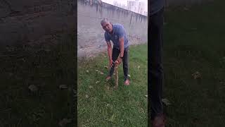 Moringa tree plantation Day1 [upl. by Aihsar]