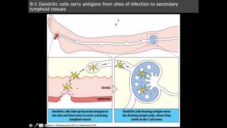 T cell Immunity dendritic cells and naive t cells [upl. by Ahsiek969]