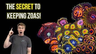 Everything you need to know about Zoas [upl. by Althea]