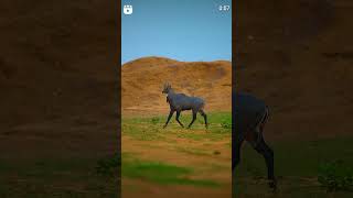 Nilgai youtubeshorts viralshort nilgai [upl. by Novart738]