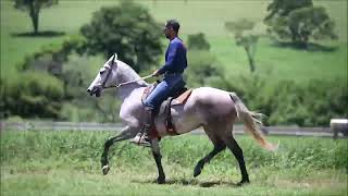 LOTE 11 JANDAIA DO FELIZARDO [upl. by Liborio591]