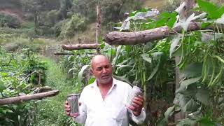 Pole bean  Belli Ashoka seeds Himachal Pradesh  cont 9318514580 [upl. by Fee]