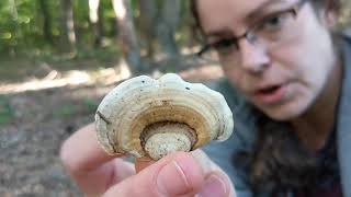 Stereum ostrea False turkey tail or parchment fungus [upl. by Telford]