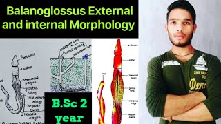 Balanoglossus External and internal morphology  BSc 3rd year Zoology 5th Semester 2nd paper [upl. by Wilburt]