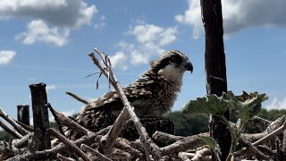 Your Charles County Osprey Banding [upl. by Reggi]