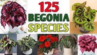 125 Rare Begonia Species with Names  Varieties of Begonia Plant Plant and Planting [upl. by Courcy]