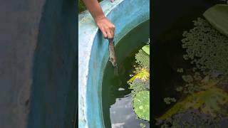 പാവം വരാലിനു സംഭവിച്ചെ കണ്ടോ 💔  Monster fish hand feeding  monsterfish handfeedingfish fish [upl. by Beniamino]