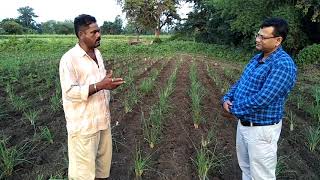 Palmarosa Lemongrass Farmer View Experience on Cultivation [upl. by Nosemyaj]