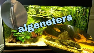 Algeneters in het AQUARIUM maar eten ze wel echt ALGEN Nickey [upl. by Westhead]