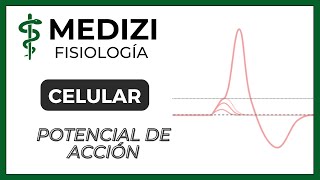 Clase 5 Fisiología  Potencial de acción IGdoctorpaiva [upl. by Nomael521]