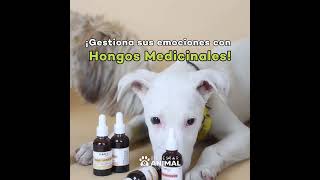 ADS HONGOS POST perros mascotas pets [upl. by Nedgo922]