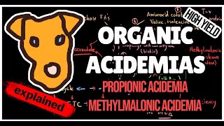 Organic acidemias Mechanism of Methylmalonic and Propionic acidemias for Step 1 [upl. by Abbey]