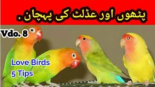 Love Birds Adult or Pathay me faraq Difference bw Adult and Young in UrduHindi  By Arham  Vdo8 [upl. by Goddord]