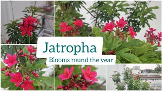 How to Grow and Care Jatropha Plant  Beautiful Red Flowers  Blooms Throughout the Year [upl. by Liag863]