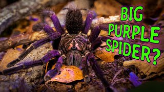 GIANT PURPLE SPIDERS Pamphobeteus Tarantula [upl. by Sucramal]