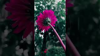 love sad song oldisgold music trendingshorts flowers funny natureflowers nature [upl. by Lorsung]