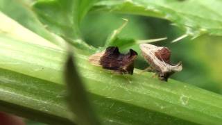 Treehoppers Membracidae Entylia carinata on Thistle [upl. by Morissa426]