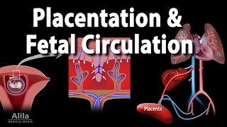 Embryology Development of the Placenta and Fetal Circulation Animation [upl. by Shel]