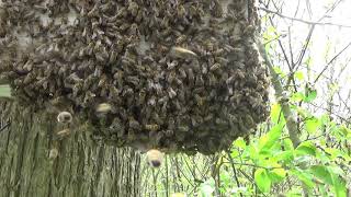 Honey Bee Scouting BehaviorActual Swarm May 9 2019 [upl. by Acinoev]