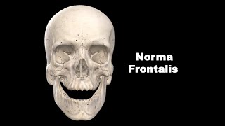 Norma Frontalis Anatomy mbbs bds education [upl. by Naiva]