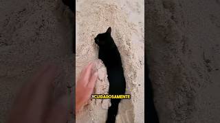 estaba jugando en la playa hasta que apareció este gato appeared ❤️ [upl. by Christiano965]