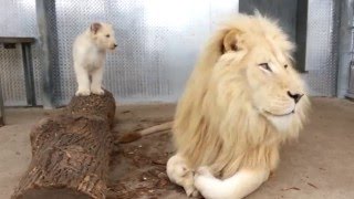 Toronto Zoos Lion Cubs with Dad Fintan [upl. by Ellehcyar]