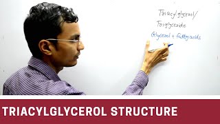 Structure of Triacylglycerol  Triglyceride [upl. by Schnorr]