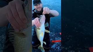 BIG Walleye Ice Fishing walleye walleyefishing conservation fishing icefishing minnesota fish [upl. by Hallvard715]