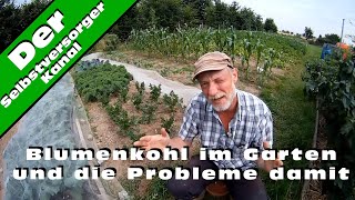 Blumenkohl im Garten und die Probleme damit [upl. by Orlosky]