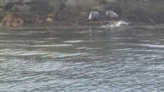 group of seals in loch fyne [upl. by Harts824]