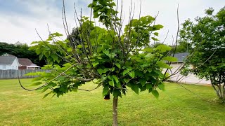 Dead Limbs on the Catalpa Tree [upl. by Ellesig]