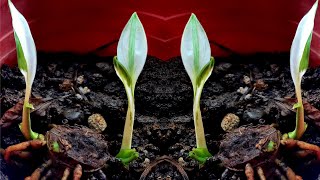 Spathiphyllum Variegated Peace Lily Propagation  Grow Picasso from Rhizome [upl. by Allevon201]