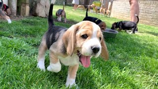 Beagle Puppies Playing and Fighting [upl. by Otirecul]