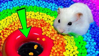 🌈🐹Hamster Maze Survival Skills Best Videos Compilation and More Maze Challenge Stories for Pets 😱 [upl. by Zondra]