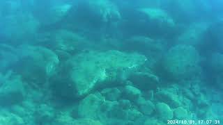 Porto Ercole Blue waters  a scuba view [upl. by Batruk955]