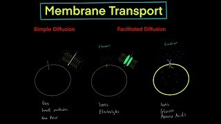 Membrane Transport with Simple Diffusion vs Facilitated Diffusion channels carriers [upl. by Tnarg]