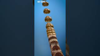 How a rattlesnake rattles its tail😳 [upl. by Guimond903]