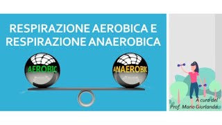 Respirazione Aerobica e Respirazione Anaerobica [upl. by Hootman44]