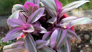 TRADESCANTIA NANOUK  propagation repot  EASY houseplants [upl. by Yoshiko]