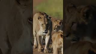 Experience the Grace l Magical Africa l Luxury Safari [upl. by Lecroy187]