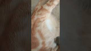 Cati ka papa bimar he😢catlover catshorts catvideos [upl. by Harneen113]