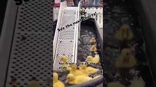 Ducklings play slides  part 1 cuteanimals adorableanimals ducklings animallover adorableducks [upl. by Chan]